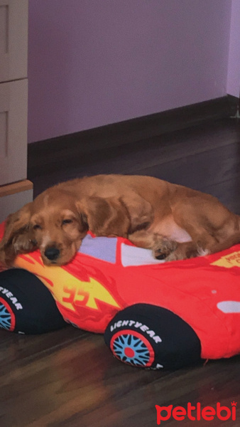 Amerikan Cocker Spaniel, Köpek  Tarçın fotoğrafı