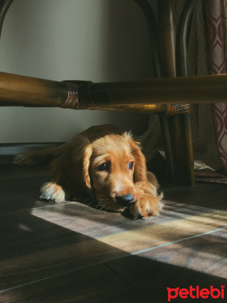 Amerikan Cocker Spaniel, Köpek  Tarçın fotoğrafı