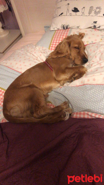 Amerikan Cocker Spaniel, Köpek  Tarçın fotoğrafı