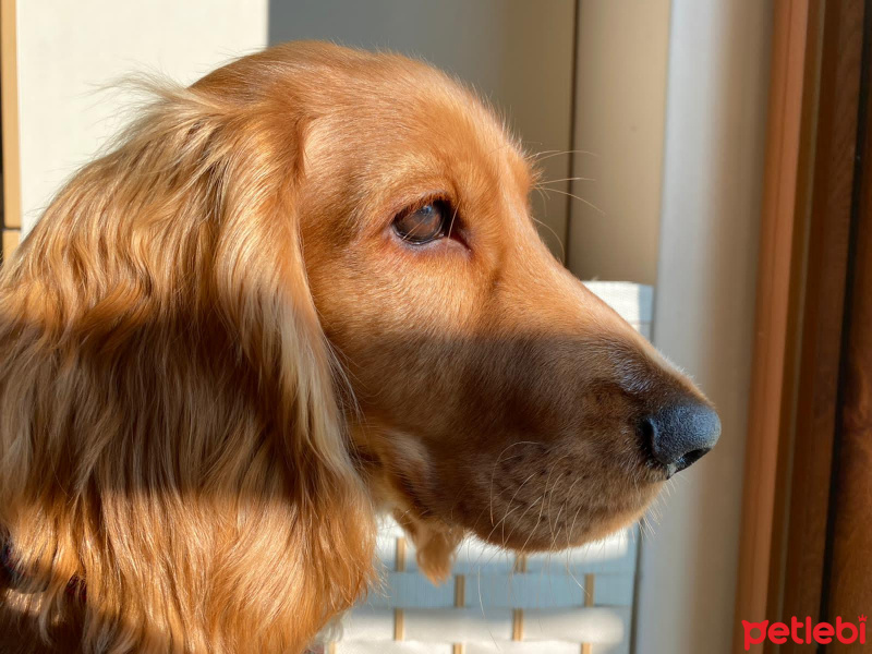 Amerikan Cocker Spaniel, Köpek  Tarçın fotoğrafı