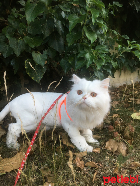 Chinchilla, Kedi  Nasip fotoğrafı