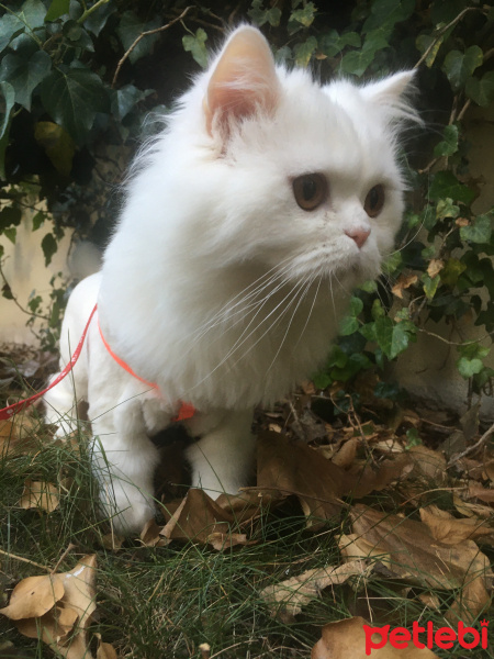Chinchilla, Kedi  Nasip fotoğrafı