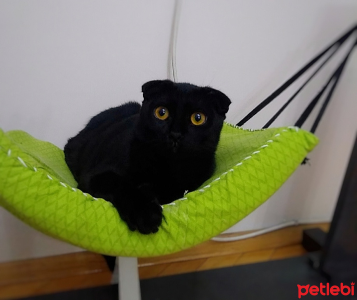 Scottish Fold, Kedi  Gece fotoğrafı