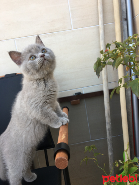British Shorthair, Kedi  Pamuk fotoğrafı