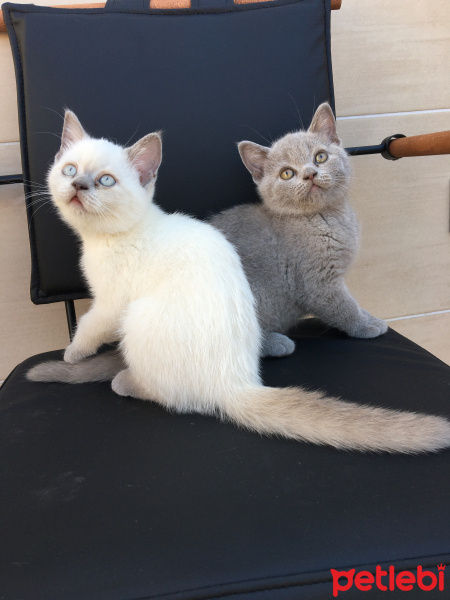 British Shorthair, Kedi  Pamuk fotoğrafı