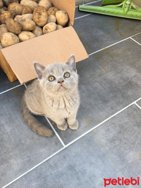 British Shorthair, Kedi  Pamuk fotoğrafı