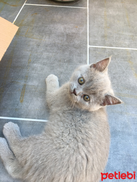 British Shorthair, Kedi  Pamuk fotoğrafı