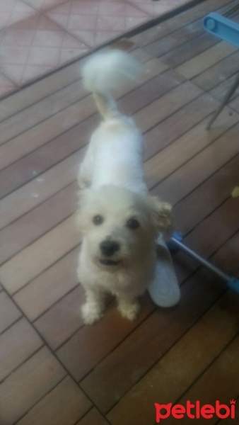 Maltese, Köpek  yumoş fotoğrafı