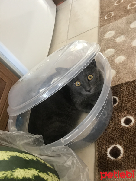 Mavi Rus, Kedi  Bitter fotoğrafı