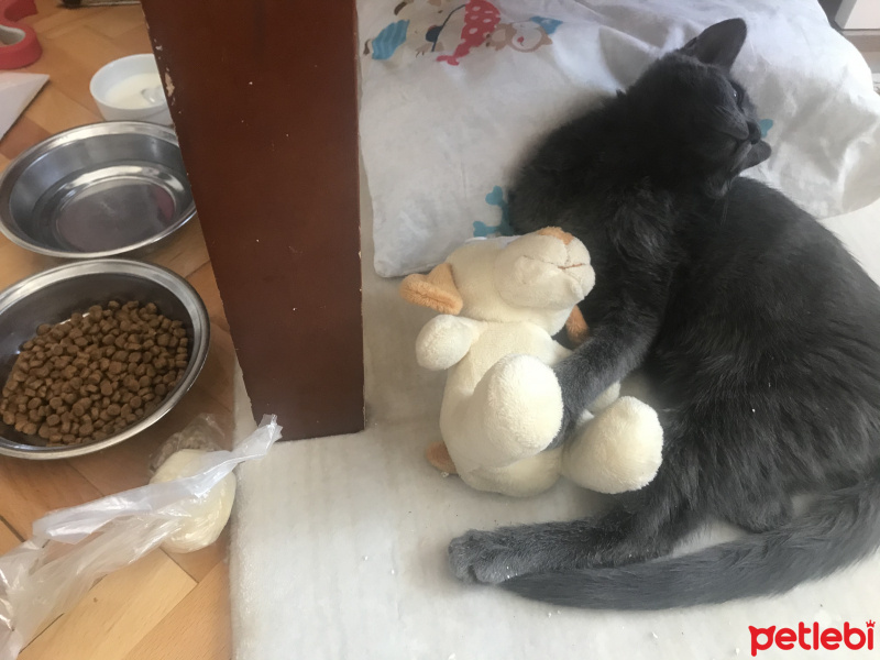 Mavi Rus, Kedi  Bitter fotoğrafı