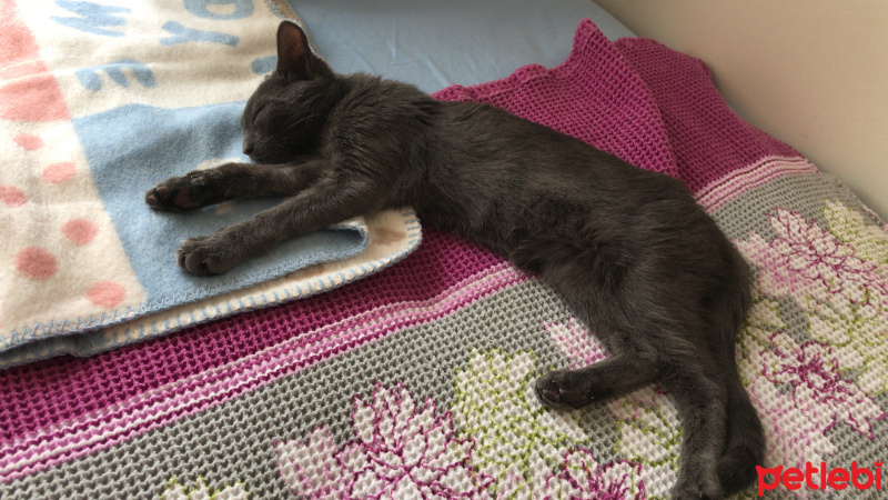 Mavi Rus, Kedi  Bitter fotoğrafı