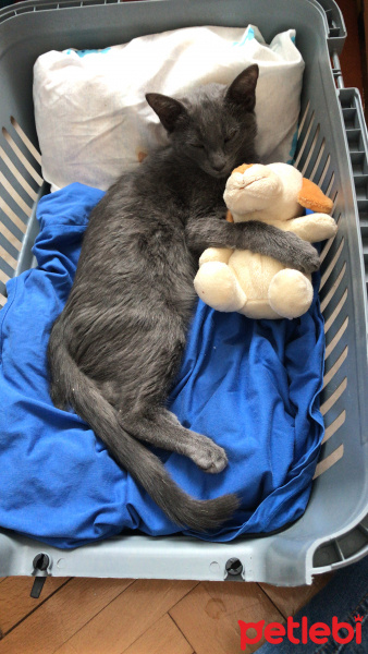 Mavi Rus, Kedi  Bitter fotoğrafı