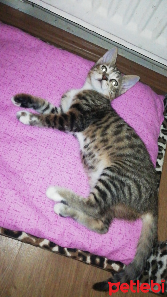Tekir Kedi, Kedi  Mırmır hanım fotoğrafı