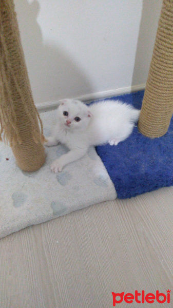 Scottish Fold, Kedi  Yasemin fotoğrafı
