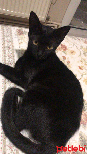 Bombay, Kedi  Bihter fotoğrafı