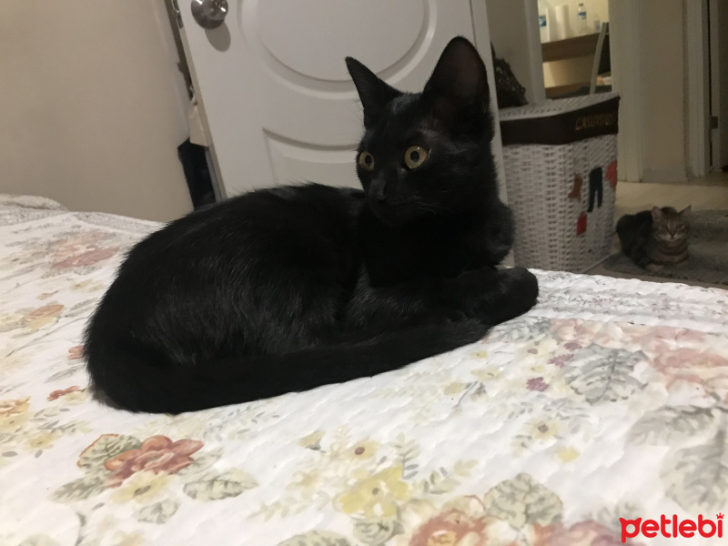 Bombay, Kedi  Bihter fotoğrafı