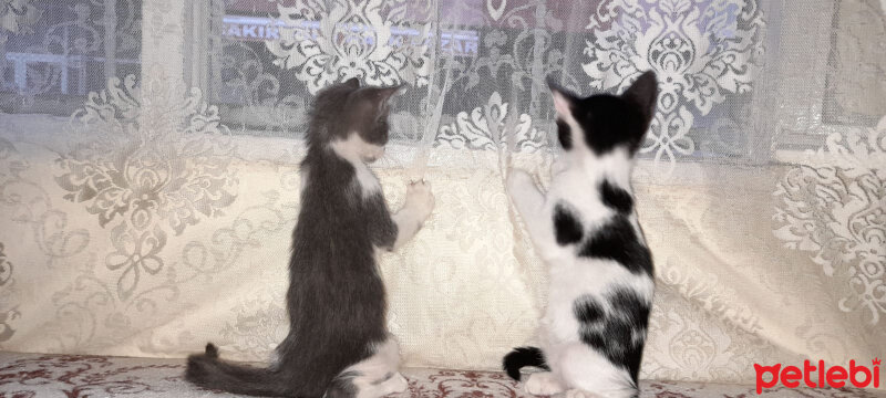 Tekir Kedi, Kedi  Alex fotoğrafı