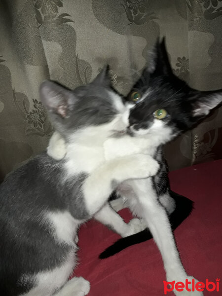 Tekir Kedi, Kedi  Alex fotoğrafı