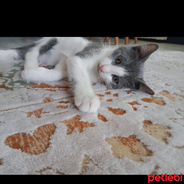 Tekir Kedi, Kedi  Alex fotoğrafı