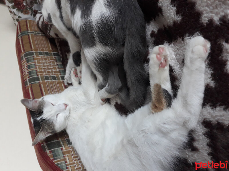 Tekir Kedi, Kedi  Alex fotoğrafı