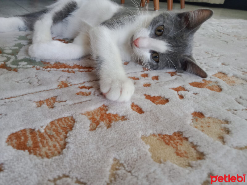 Tekir Kedi, Kedi  Alex fotoğrafı