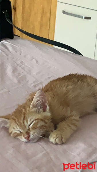 Tekir Kedi, Kedi  simba fotoğrafı