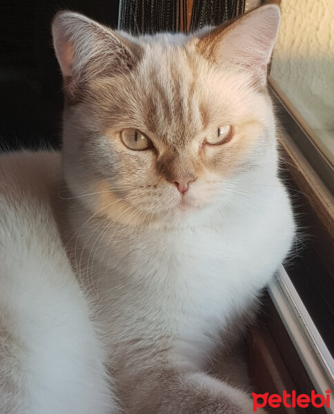 British Shorthair, Kedi  Mecnun fotoğrafı