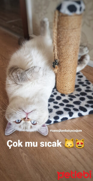 British Shorthair, Kedi  Mecnun fotoğrafı