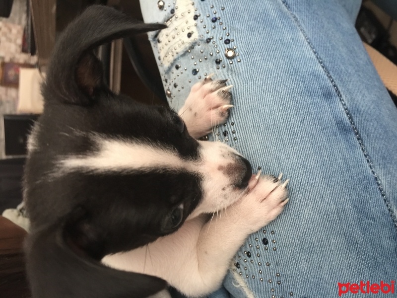 Chihuahua, Köpek  Kopus fotoğrafı