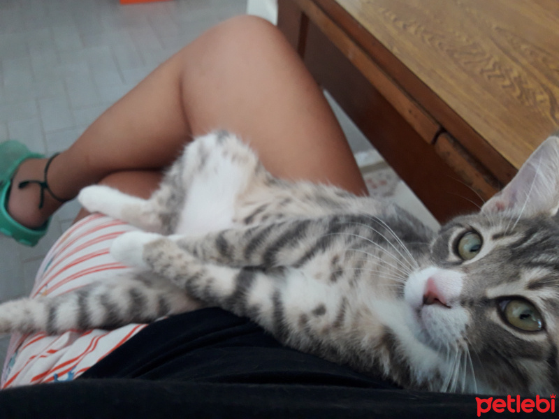 Tekir Kedi, Kedi  Vita fotoğrafı