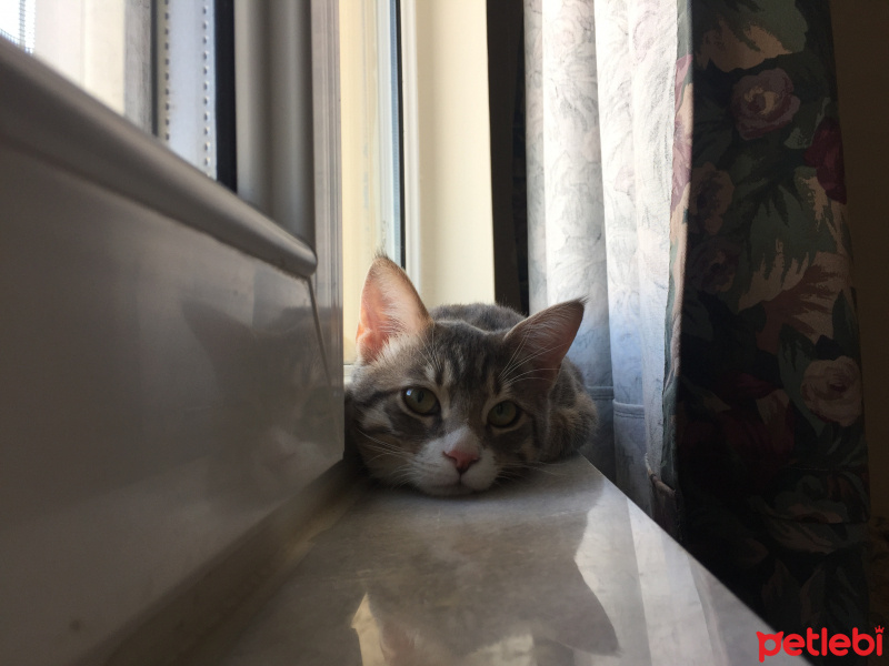 Tekir Kedi, Kedi  Vita fotoğrafı