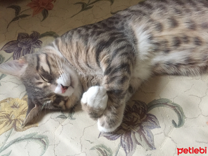 Tekir Kedi, Kedi  Vita fotoğrafı