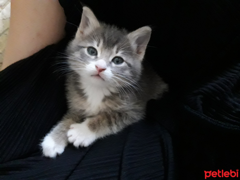 Tekir Kedi, Kedi  Vita fotoğrafı