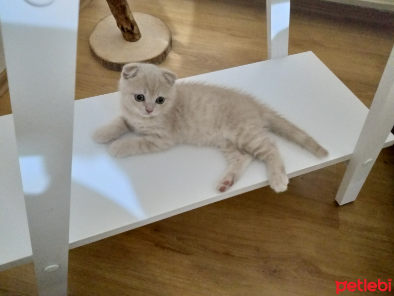 Scottish Fold, Kedi  Karamel fotoğrafı
