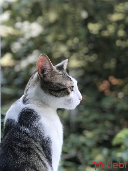 Tekir Kedi, Kedi  Çakıl fotoğrafı
