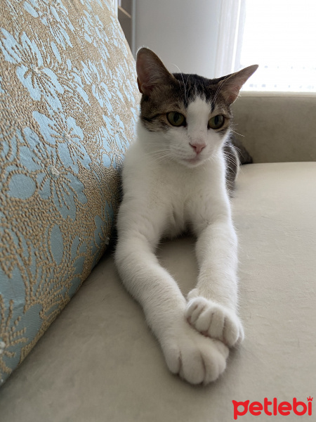 Tekir Kedi, Kedi  Çakıl fotoğrafı