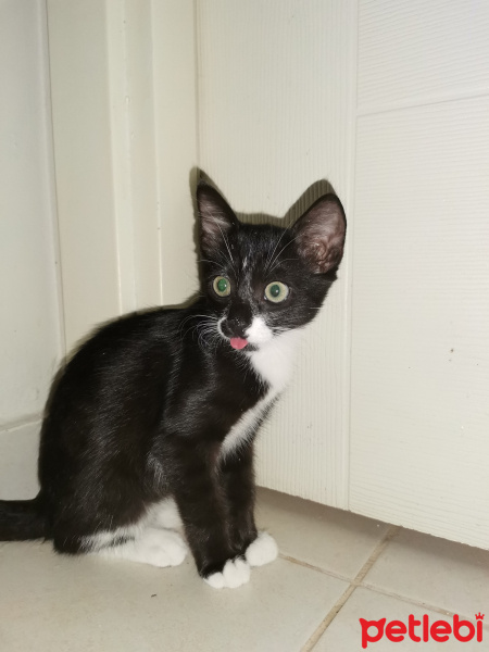 Tekir Kedi, Kedi  Mübeccel fotoğrafı