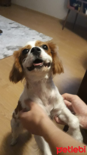 Cavalier King Charles Spanieli, Köpek  Latte fotoğrafı