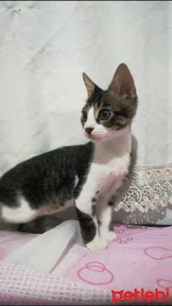 Tekir Kedi, Kedi  Cücük fotoğrafı