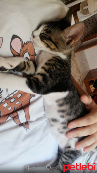 Tekir Kedi, Kedi  Cücük fotoğrafı