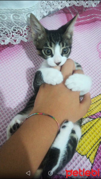 Tekir Kedi, Kedi  Cücük fotoğrafı