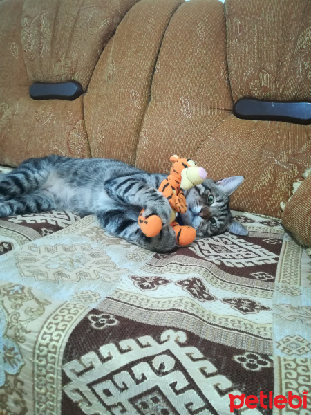 Tekir Kedi, Kedi  Çiko fotoğrafı