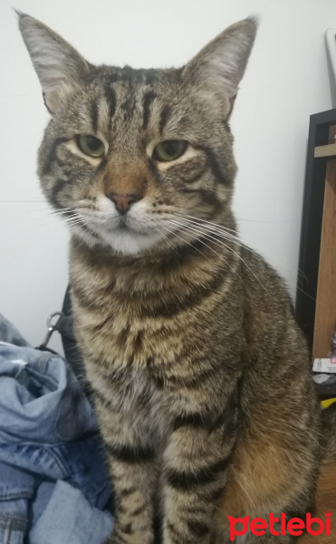 Tekir Kedi, Kedi  Çiko fotoğrafı