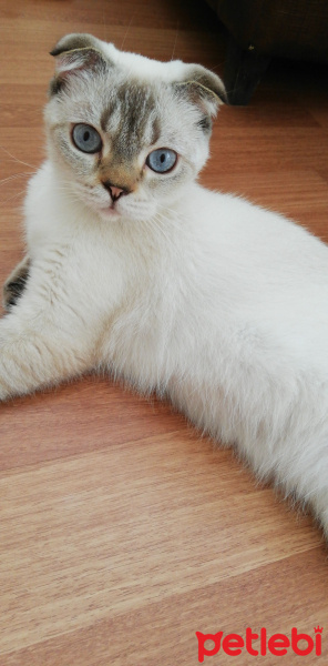Scottish Fold, Kedi  Miya fotoğrafı