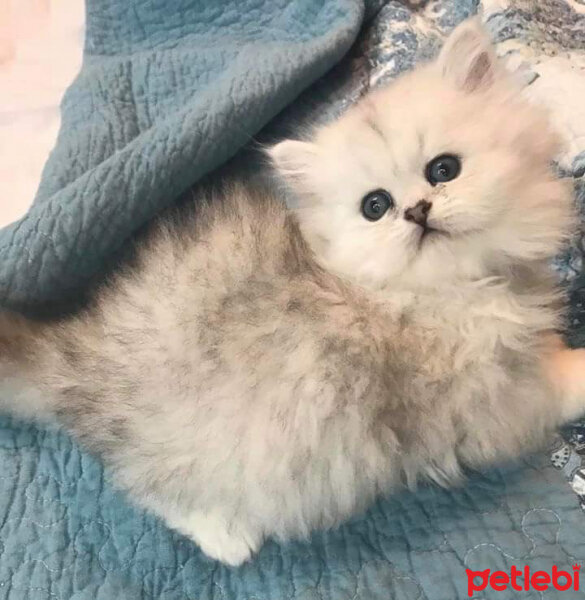 Chinchilla, Kedi  Prenses fotoğrafı