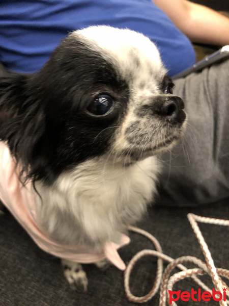 Chihuahua, Köpek  Gece fotoğrafı