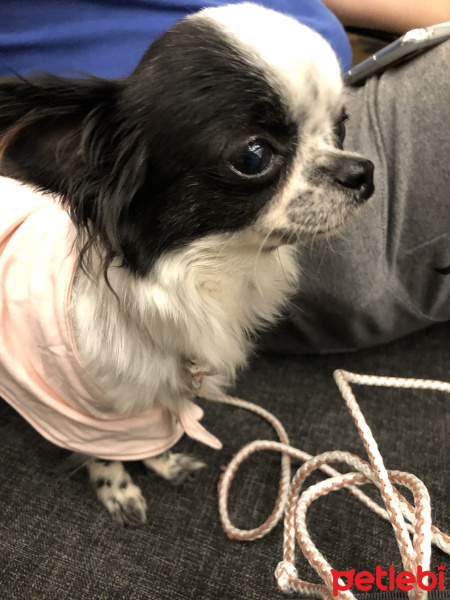 Chihuahua, Köpek  Gece fotoğrafı