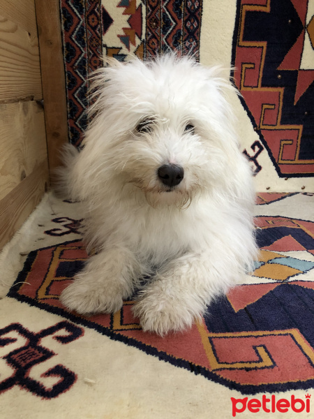 Maltese, Köpek  Şans fotoğrafı
