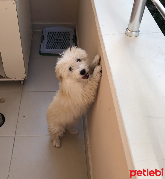 Maltese, Köpek  Şans fotoğrafı