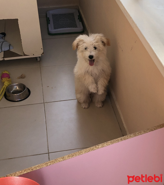 Maltese, Köpek  Şans fotoğrafı